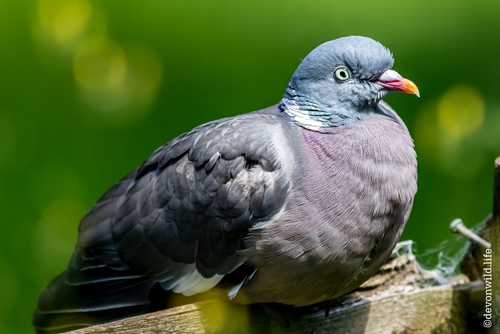 Pigeon Detective