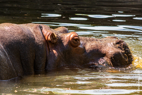 The Watering Hole