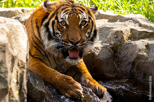 Eye Of The Tiger