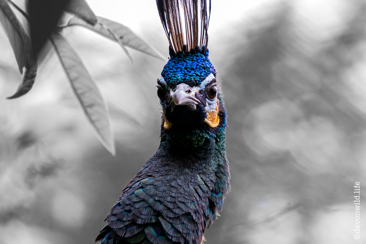 Angry Pecker