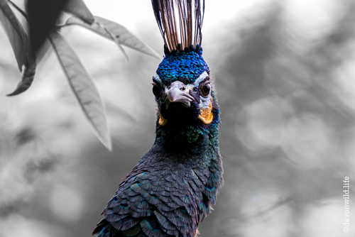 Angry Pecker