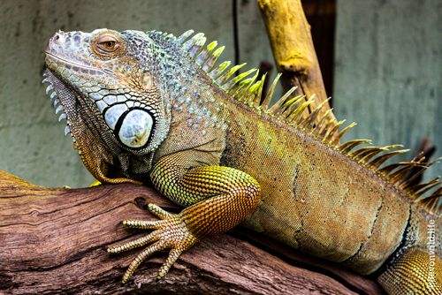 Lounge Lizard