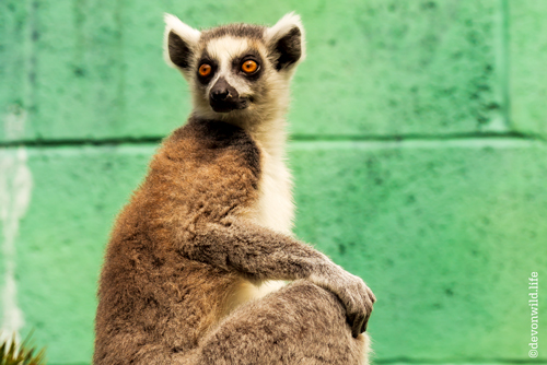 King Julian