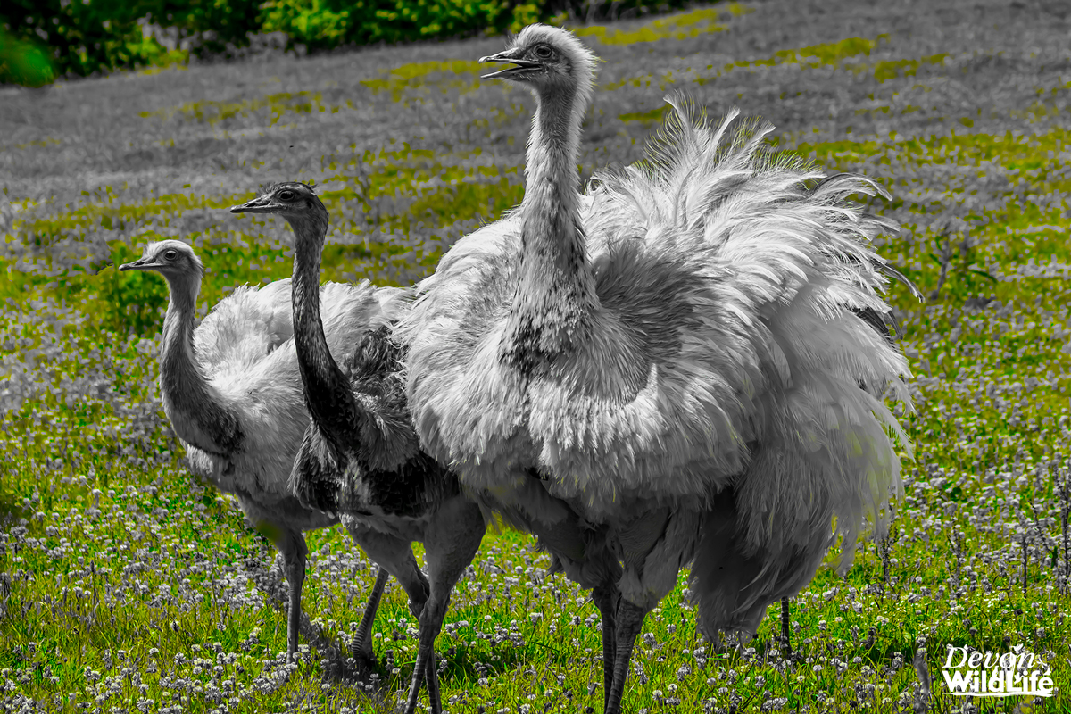 Family Portrait