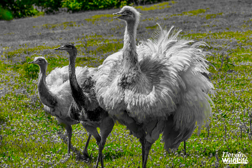 Family Portrait