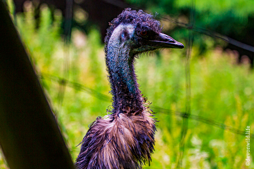 Emu Rock Attitude