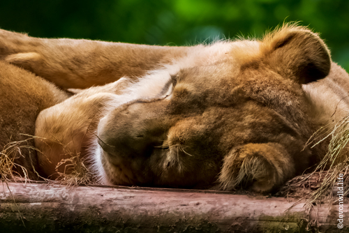 The Lioness
