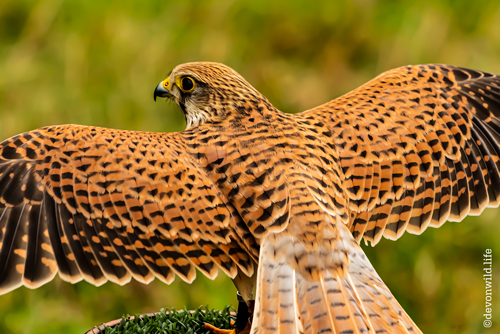 Kes