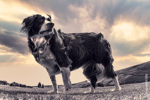 Scent On The Wind