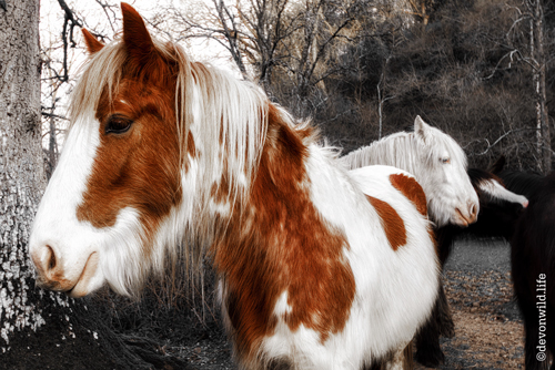 Four Legged Friends