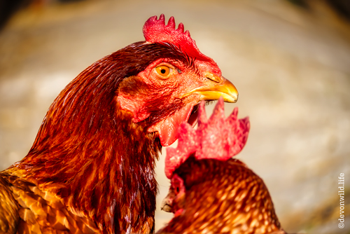 Clucky McCluckFace