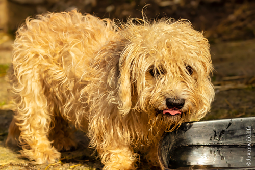 Doggy Dolly Parton