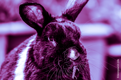 All Whiskers & Ears