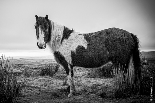 Wild Horses