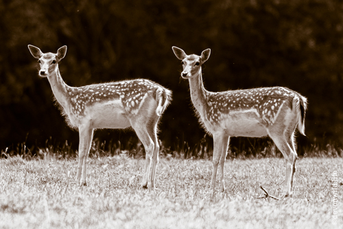 Double Take