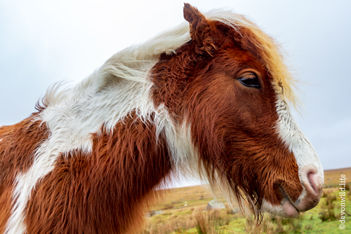 Foggintor Foal