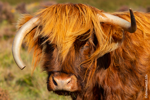 Hair Horns