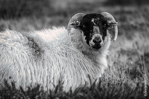 Baa Faced Cheek