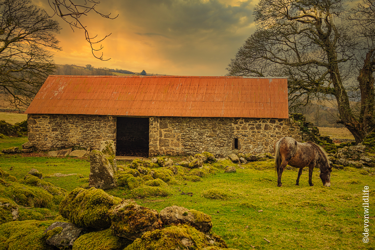 Amazing Grazing