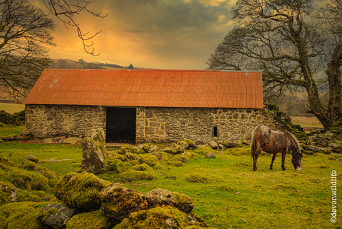 Amazing Grazing