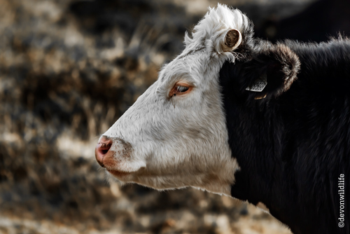 Moo-rland Matriarch