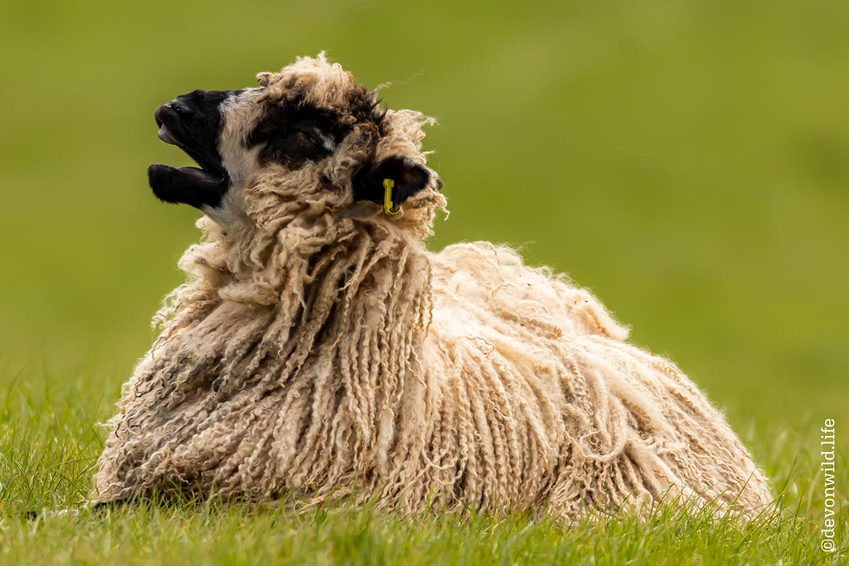 Operatic Ewe