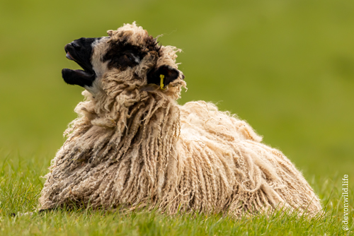 Operatic Ewe