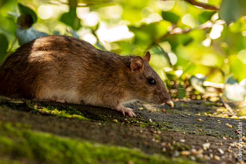 Little Ratty