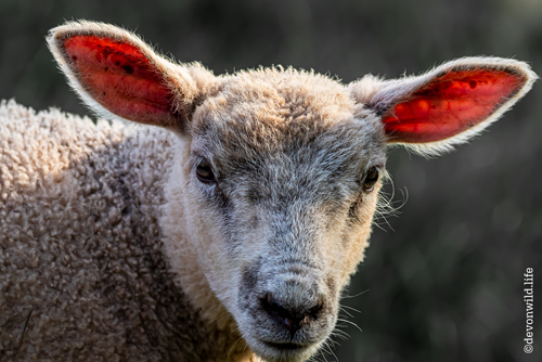 All Ears