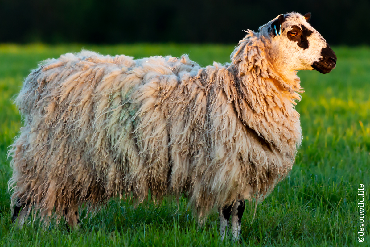 Baa Ram Ewe