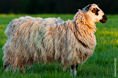 Baa Ram Ewe