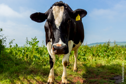 Udderly Immoovable