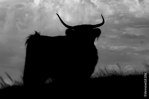 Moody Coo