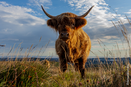 A Very Curious Coo