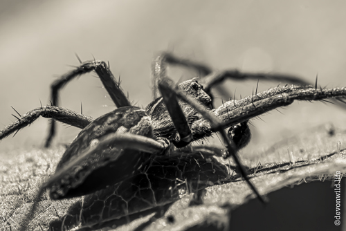 Crawlies