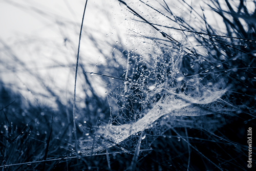 Dew Point