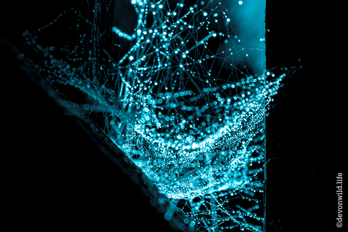 Cyan-oids