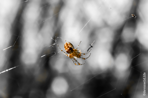 Itsy Bitsy Spider