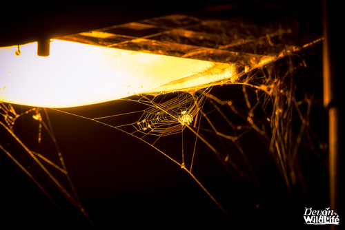 Blinding Lights