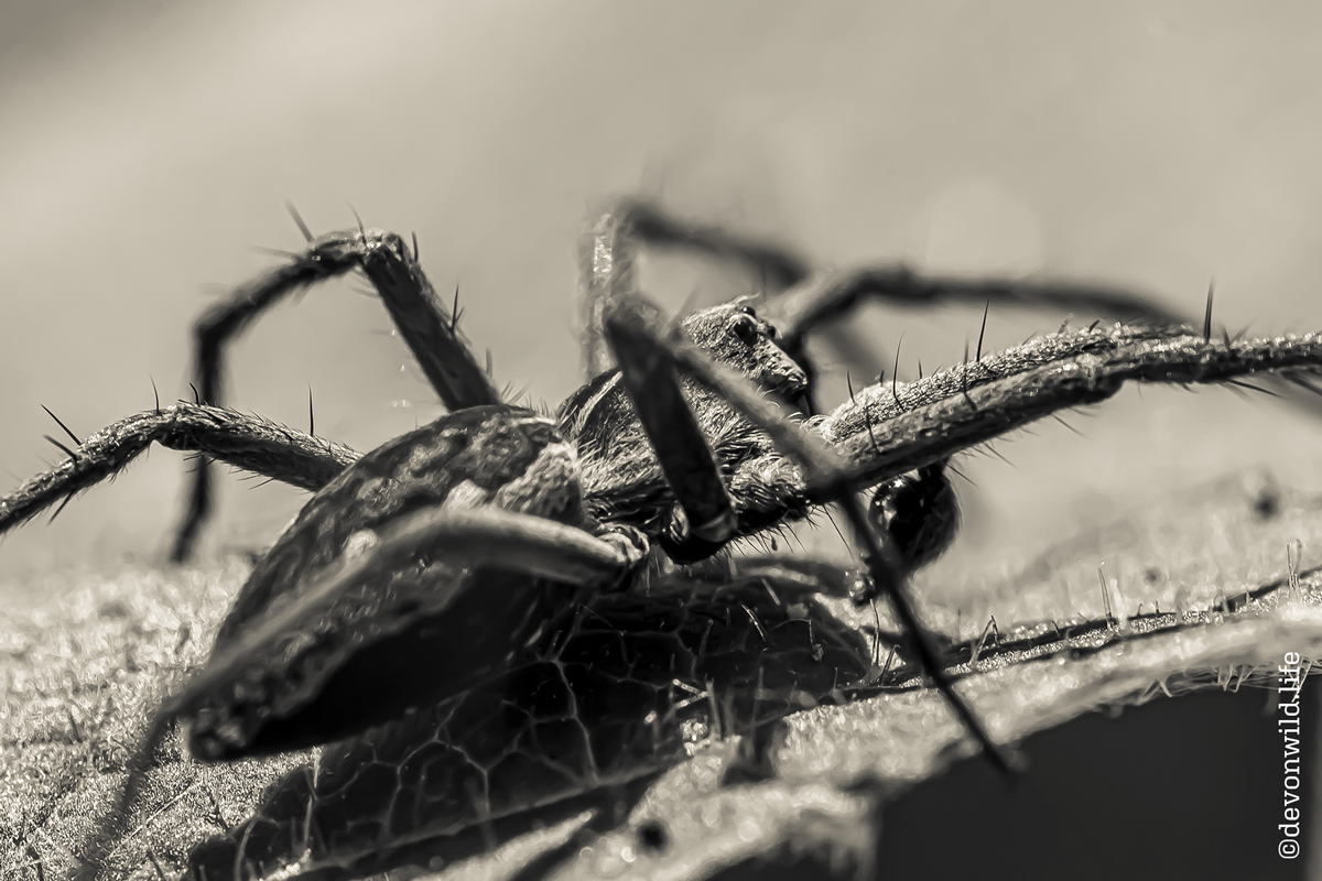 Aragog
