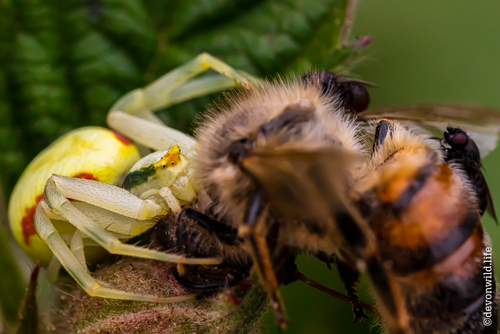 Quick Bee-Heading