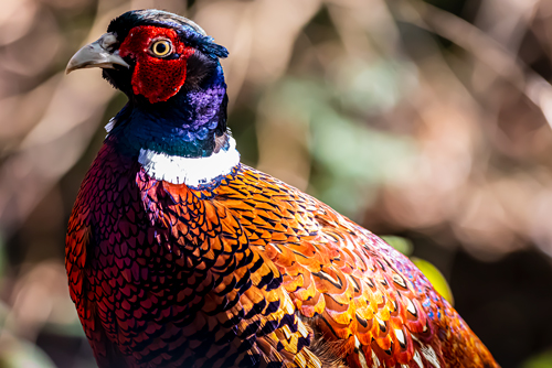 Feathered Friends