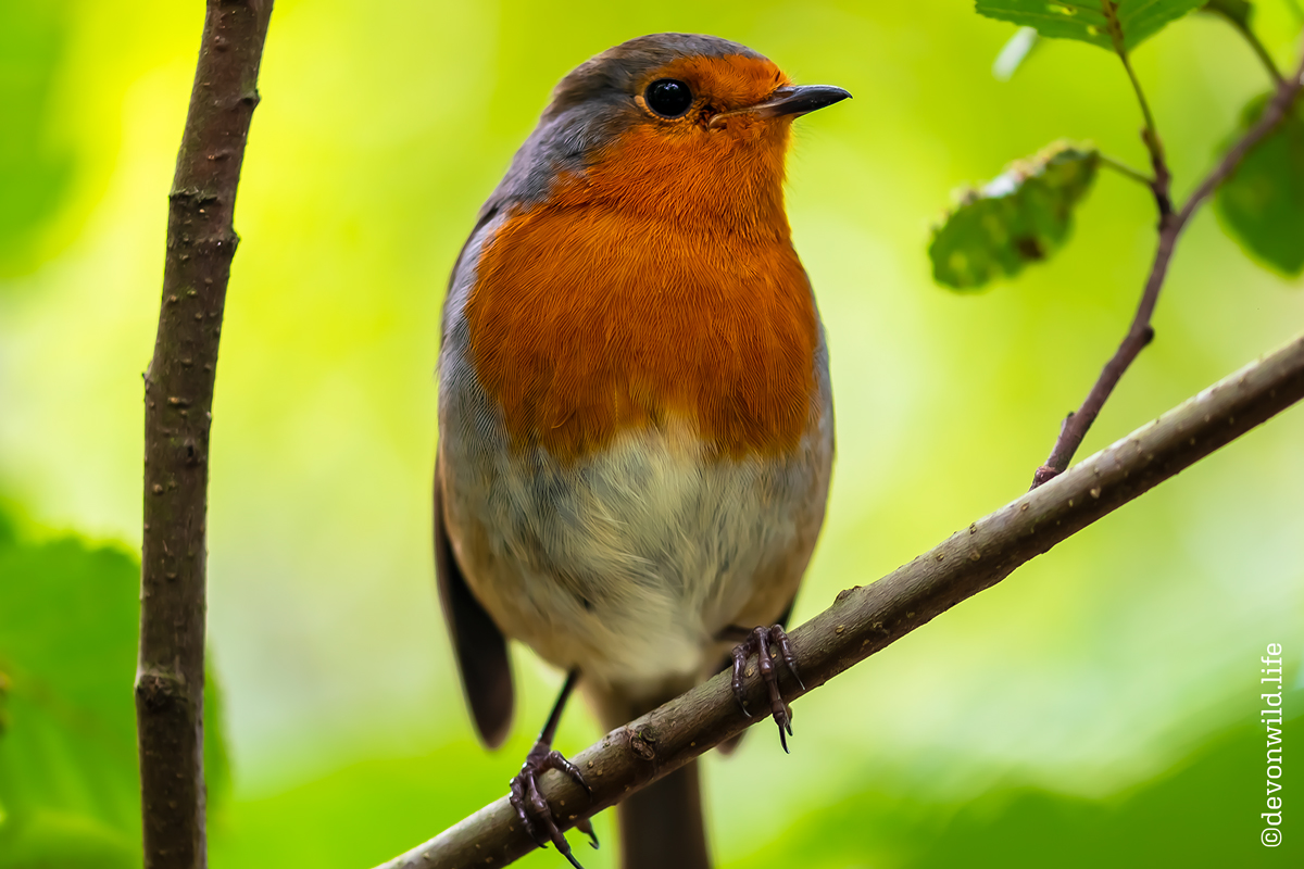 Songbird