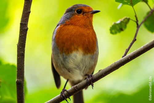 Songbird