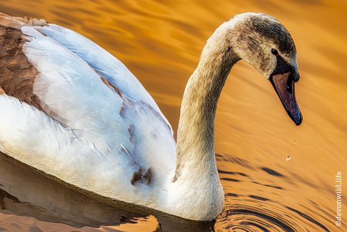 Cygnet Ring