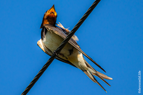 Swallow Your Pride