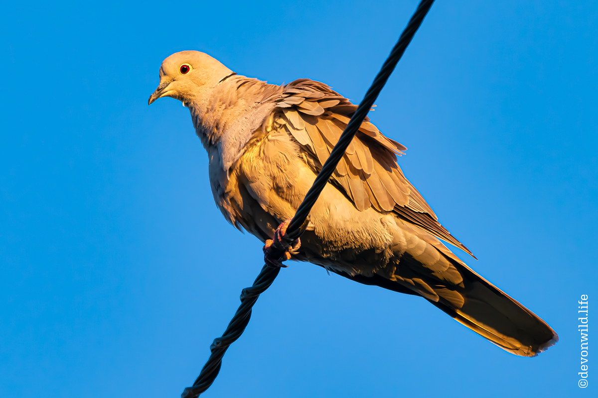 The Dove From Above