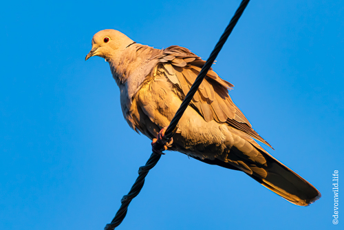 The Dove From Above