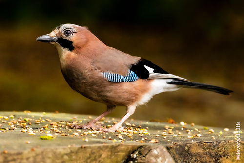 J-Bird