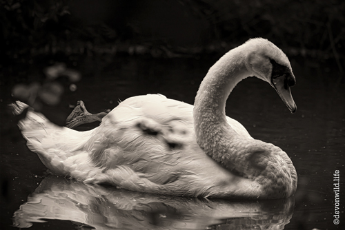 White Bird